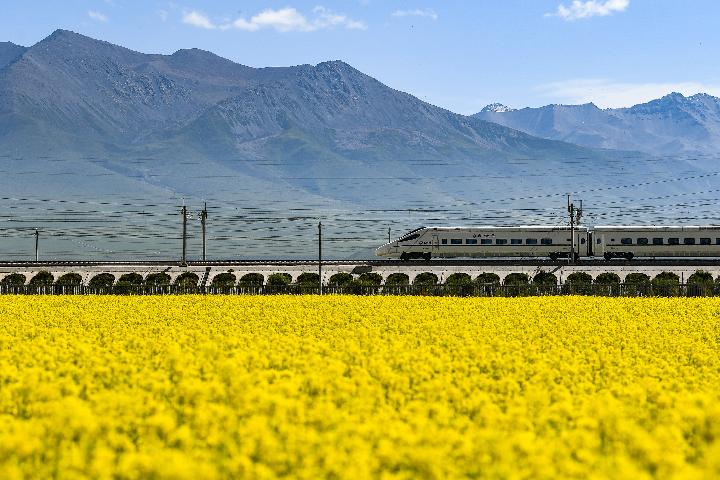 國社@青海丨祁連山下&ldquo;花經濟&rdquo;
