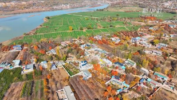 青?；。喝f畝冬小麥染綠黃河畔