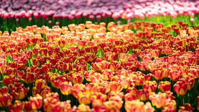 顏值爆表！青海西寧開啟&ldquo;花城&rdquo;模式